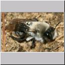 Andrena vaga - Weiden-Sandbiene -01- w05 13mm.jpg
